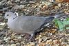 Collared Dove (Streptopelia decaocto)