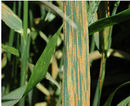 Stripe rust.jpg