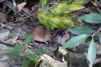 Striped field mouse(js)01.jpg