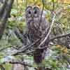 Strix uralensis looking back s2.JPG