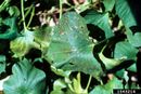 Sweet potato feathery mottle virus IPM1563214.jpg