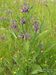 Symphytum-officinale Biel-3 BIB.jpg