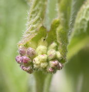 Knospen entwachsen den oberen beiden Blättern. (Bild: W. Wohlers, JKI)