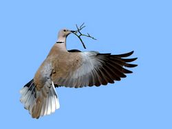 im Flug - Joefrei, CC BY-SA 3.0