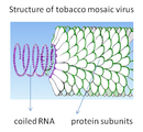 TMV Structure.png