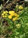 Tanacetum-vulgare Biel-1 BIB.jpg