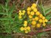 Tanacetum-vulgare Biel-2 BIB.jpg