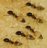 Tapinoma.melanocephalum.group.feeding.on.apple.jpg