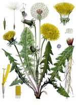 Bildtafel zu Taraxacum officinale aus "Koehler's Medicinal-Plants" von Franz Eugen Köhler (1887)