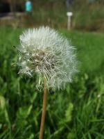 “Pusteblume” (Fruchtstand) des Löwenzahns (Foto: Alexandra Kehl)