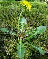 Taraxacum officinale 0 (G. Nitter).jpg