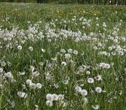 Eine richtige Pusteblumenwiese, wie sie der Landwirt nicht liebt und der Gartenbesitzer nebenan auch nicht. (Bild: W. Wohlers, JKI)