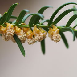 Blüten, männlich – Alice Kracht, CC BY-SY 4.0