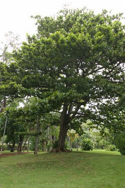 alt=Description de l'image Terminalia-catappa-Réunion.jpg.