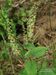 Teucrium-scorodonia-scorodonia Biel-1 BIB.jpg