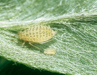 Therioaphis maculata IPM5512071.png