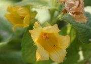 Die leuchtendgelbe Blüte, hier mit Antheren, ist glockenförmig, aber ihre Kronblätter sind nicht verwachsen. (Bild: W. Wohlers, JKI)