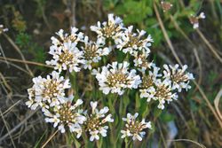 Acker-Hellerkraut: Blüte – Enrico Blasutto, CC BY-SA 4.0