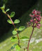 Thymus pulegioides subsp. pulegioides 3 (G. Nitter).jpg