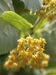 Tilia cordata, inflorescence.jpg