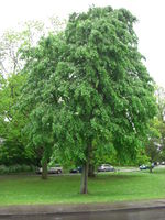 Tilia petiolaris tree JR Press 277.jpg