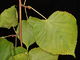 Blätter der Sommer-Linde (Tilia platyphyllos) (Foto: Siegfried Kehl)