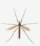 Tipula oleracea female (Linnaeus 1758).jpg