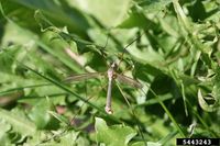 Tipula paludosa IPM5443243.jpg