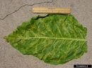 Tobacco ringspot virus IPM5368912.jpg