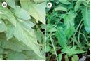 Tomato chlorosis virus TropPlantPath 2014.jpg