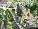 Tomato spotted wilt virus IPM5368752.jpg