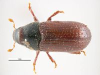 Tomicus minor PaDIL135716a.jpg