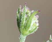 Die Hüllblätter der Döldchen sind lang. Die Knospen häufig rot. (Bild: W. Wohlers, JKI)