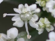 Doldenblütler haben meistens fünfzählige Blüten, hier aber auch drei- und vierzählig. (Bild: W. Wohlers, JKI)