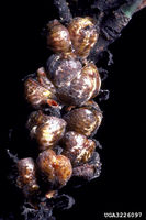 Toumeyella pini IPM3226097.jpg