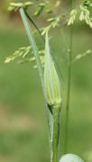 Eine Knospe von knapp 4 cm Länge. (Bild: W. Wohlers)