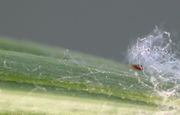 Die langen, kräuseligen Haare scheinen nur aufzuliegen. (Bild: W. Wohlers)