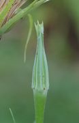 Manchmal deutet sich am Tag vorher an, dass die Blüte sich öffnen wird. (Bild: W. Wohlers)