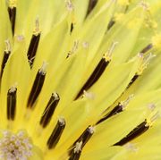 Die weißlichen Narben mit den dunklen Punkten erscheinen und gleich danach der gelbe Pollen. (Bild: W. Wohlers)