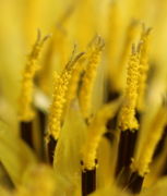 Die Narben wachsen und schieben den Pollen aus der Antherenröhre. (Bild: W. Wohlers)