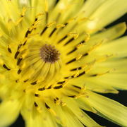 Die inneren Blüten öffnen sich erst am zweiten und dritten Tag. (Bild: W. Wohlers)