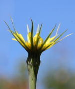 Die Blüte am dritten Tag. Die Hüllblätter überragen die Zungenblüten um ca 1 cm. (Bild: W. Wohlers)