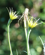 Die Blüten sind meistens nach Osten zur Sonne ausgerichtet. (Bild: W. Wohlers)