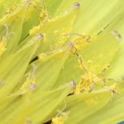 Bei der wieder geöffneten Blüte wird erkennbar, wie klebrig der Pollen ist: Er haftet an den Kronblättern. (Bild: W. Wohlers)