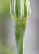 Nach der Blüte verdickt sich der Stängel keulenartig unterhalb des Korbes. (Bild: W. Wohlers)