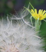 Die Schirme der Samen stehen eng beieinander. Starke Windstöße haben vier Samen herausgelöst.(Bild: W. Wohlers)