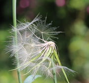 Viele Samen sind bereits weggeflogen. Der Korb ist fast leer. (Bild: W. Wohlers)