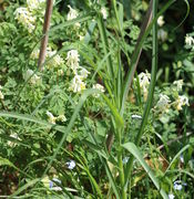 Die maximal 40 cm langen Blätter sind grasartig schmal und meistens abgeknickt. (Bild: W. Wohlers)