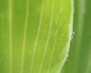 Ein Blatt in Durchsicht zeigt die Parallelnerven. (Bild: W. Wohlers)