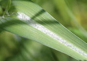 Blattansicht von oben. Die Epidermis hat sich über der Mittelader gelöst und erscheint silbrig. (Bild: W. Wohlers)